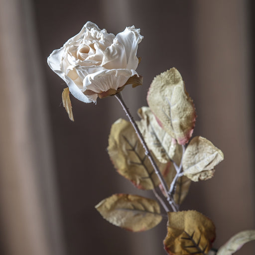 Dried Ivory Rose Stem