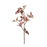 Begonia Rex Rouge