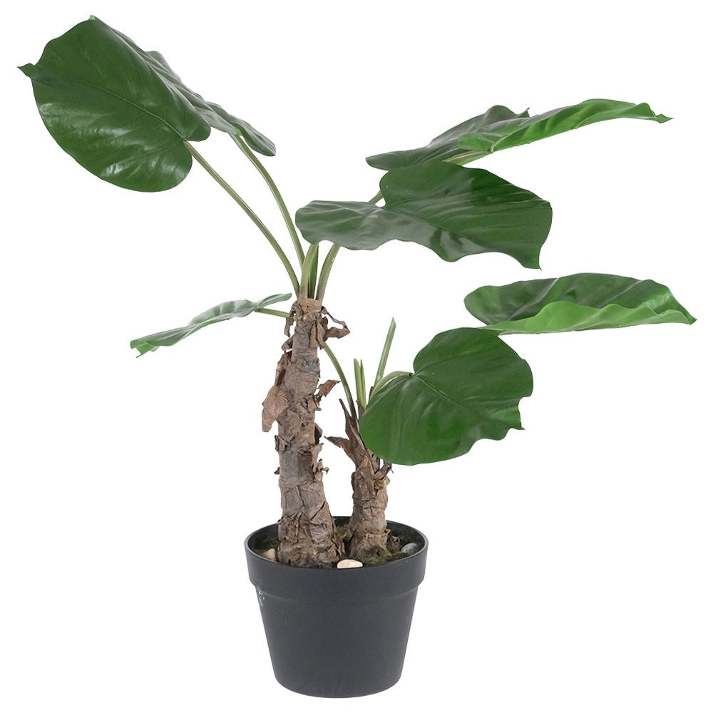 Philodendron Plant