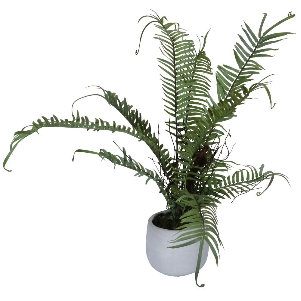 Boston Fern