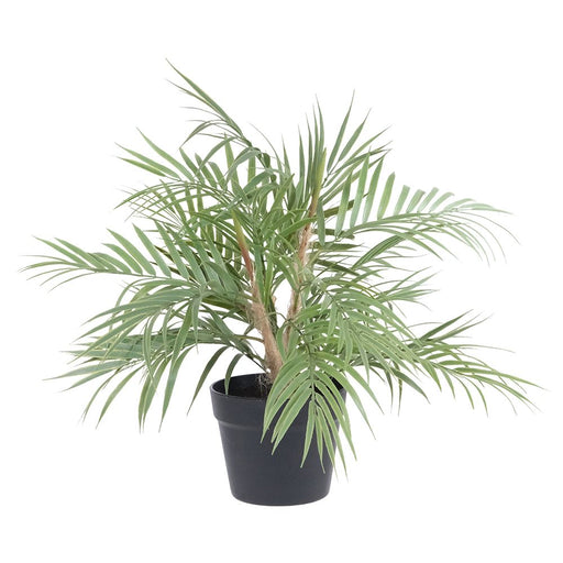 Areca Palm Plant