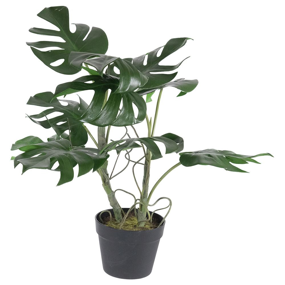 Monstera Plant