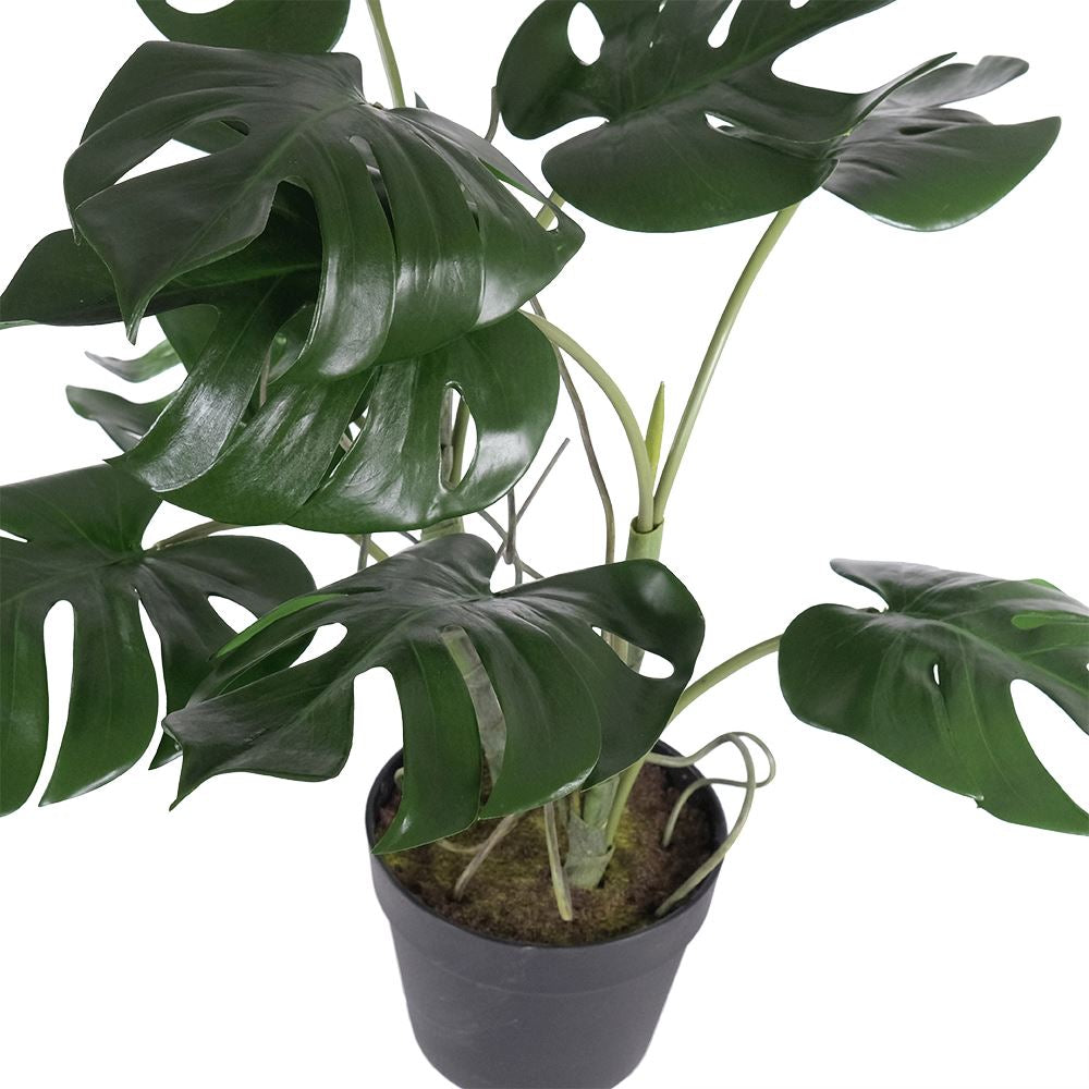 Monstera Plant