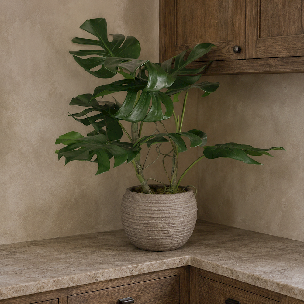 Monstera Plant