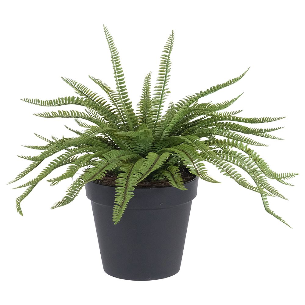 Potted Fern