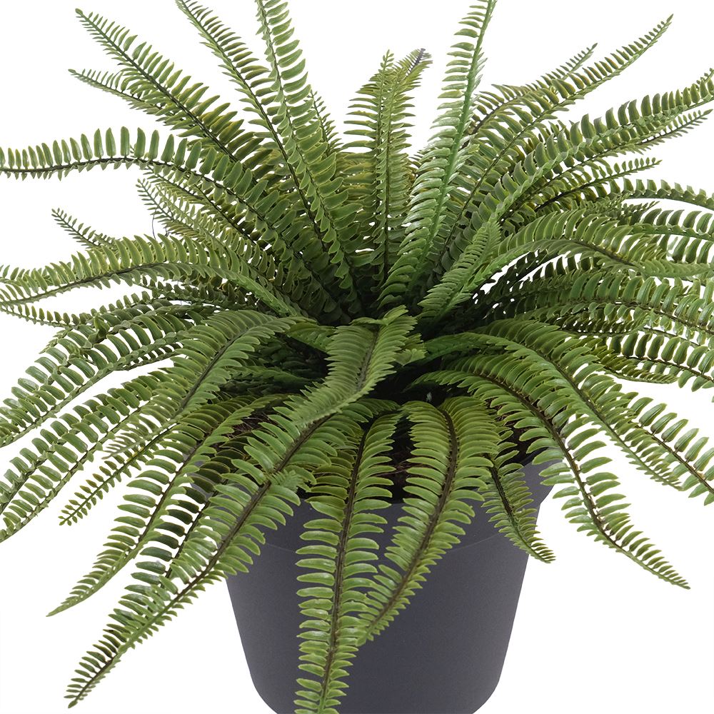 Potted Fern
