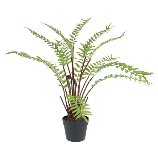Tall Potted Fern