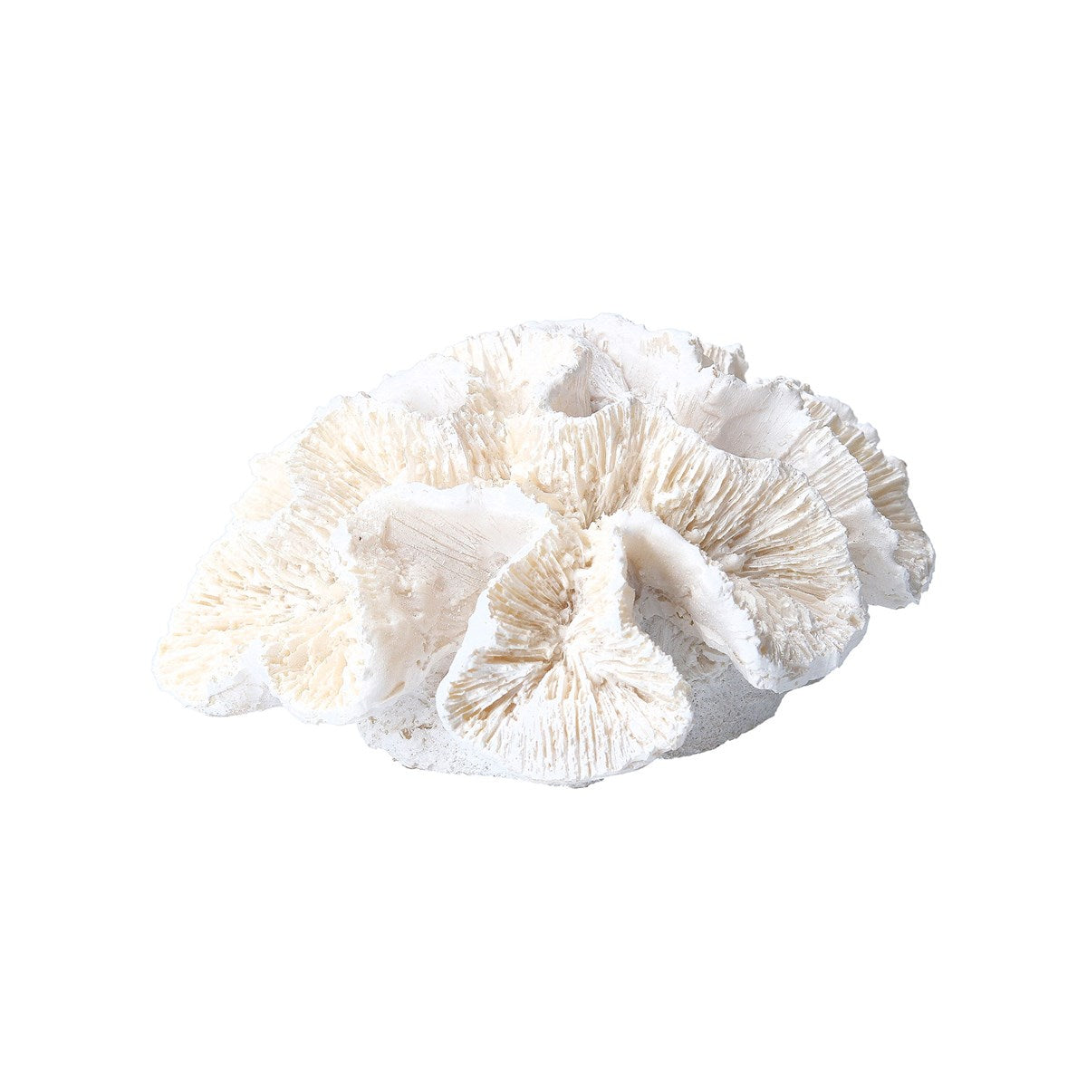 Coral Frill
