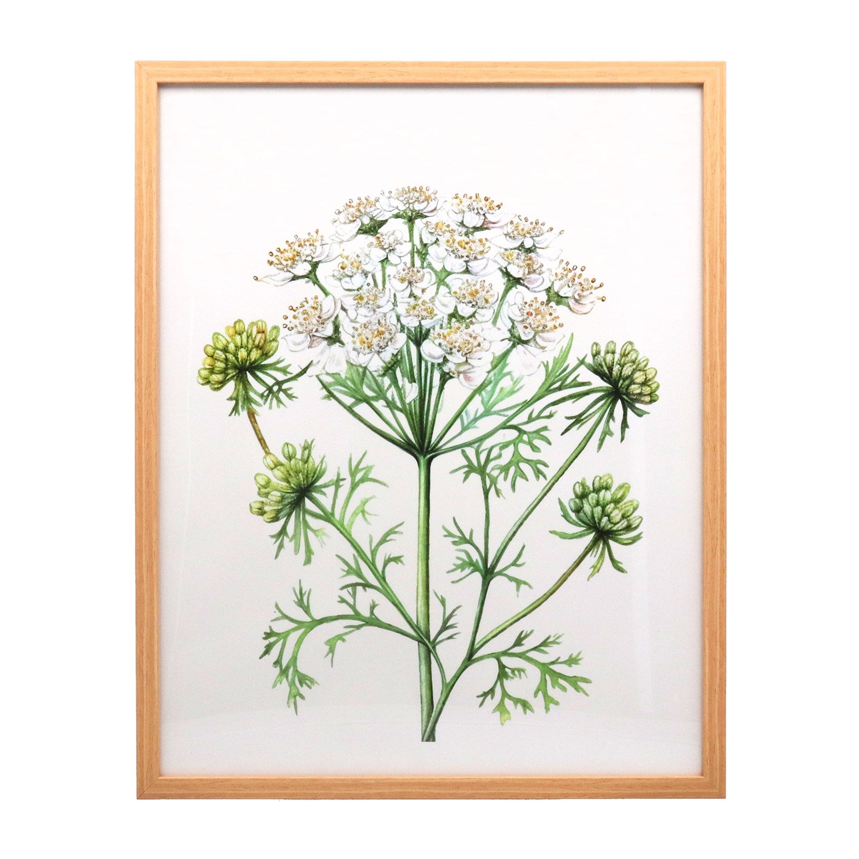 Cow Parsley | Framed Print