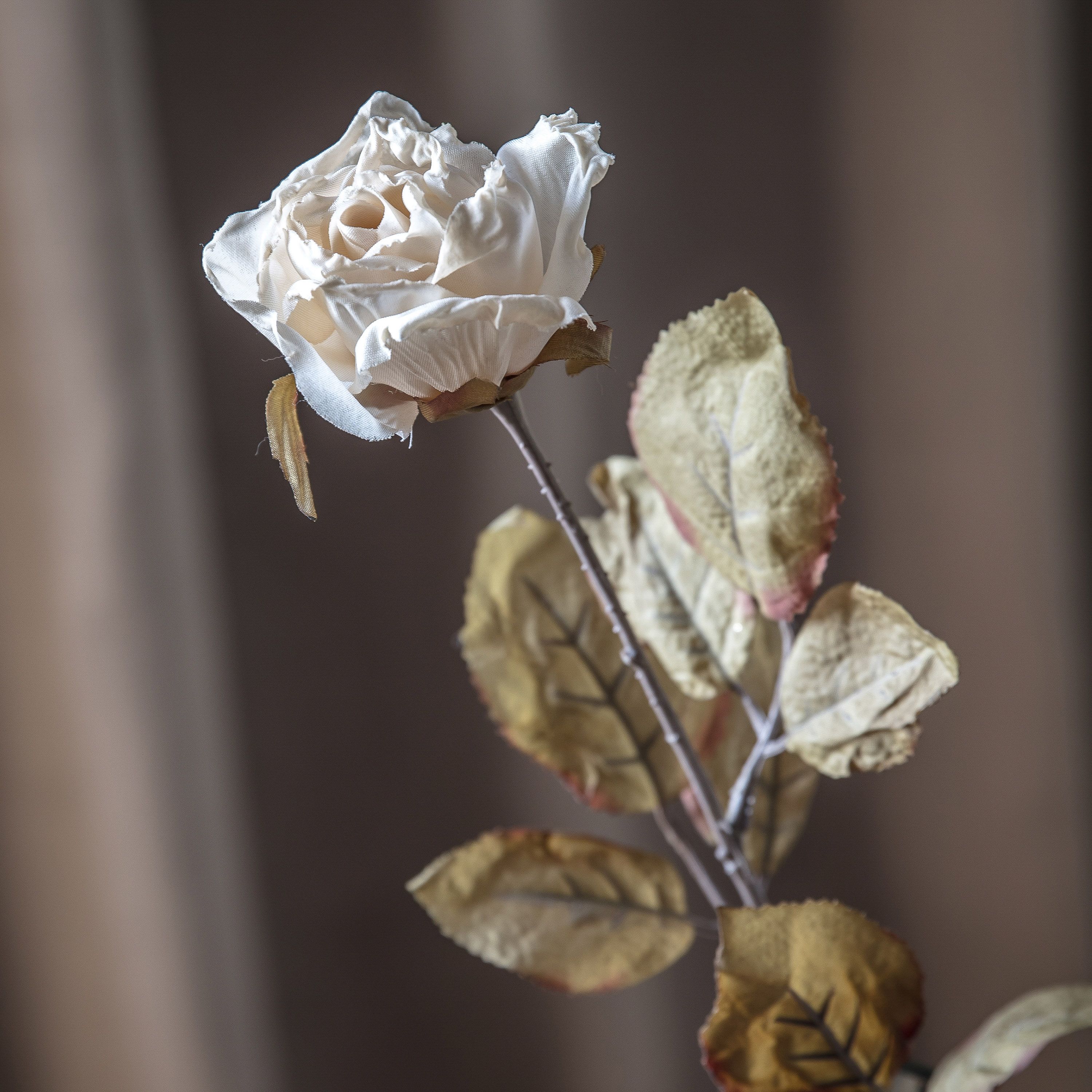 Dried Ivory Rose Stem