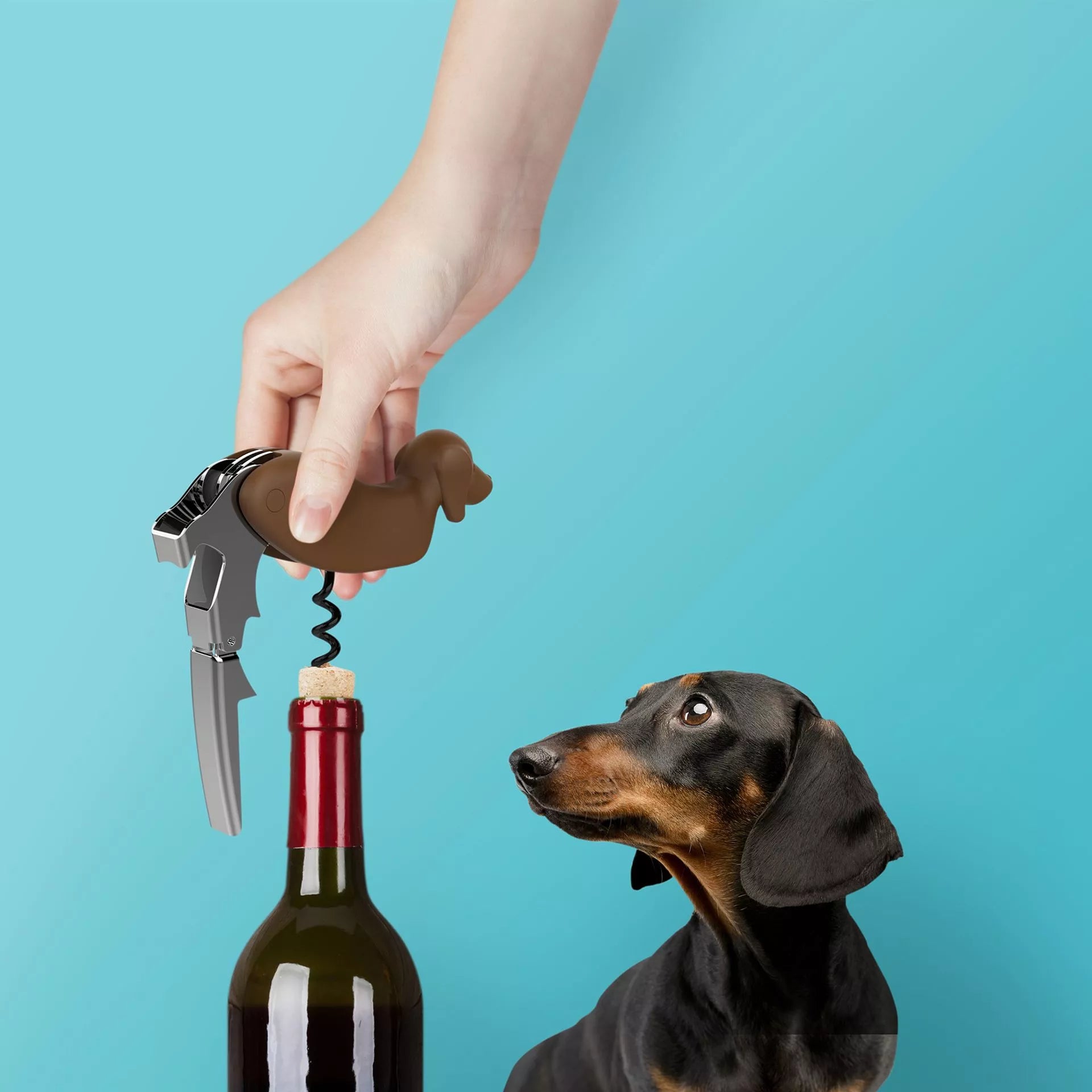 Dachshund | Corkscrew