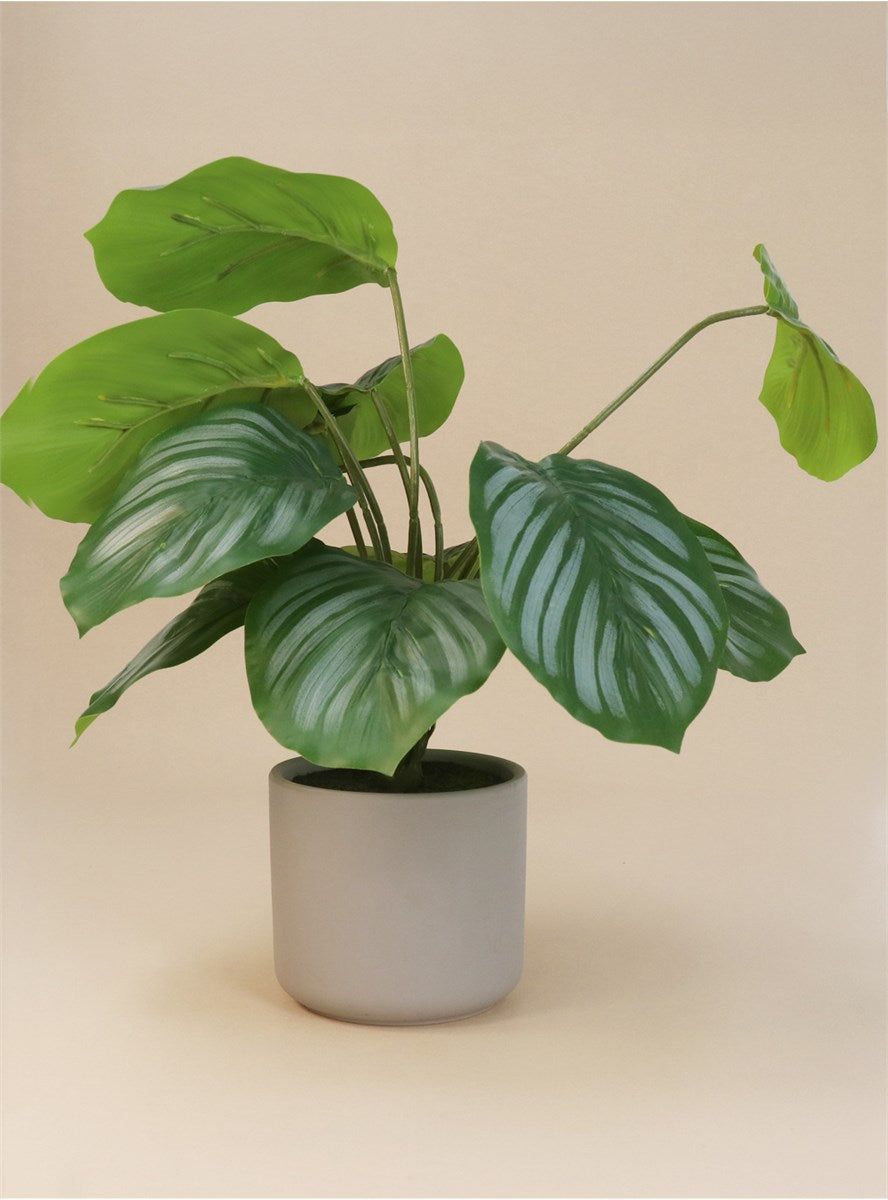 Faux Calathea Prayer Plant in Pot