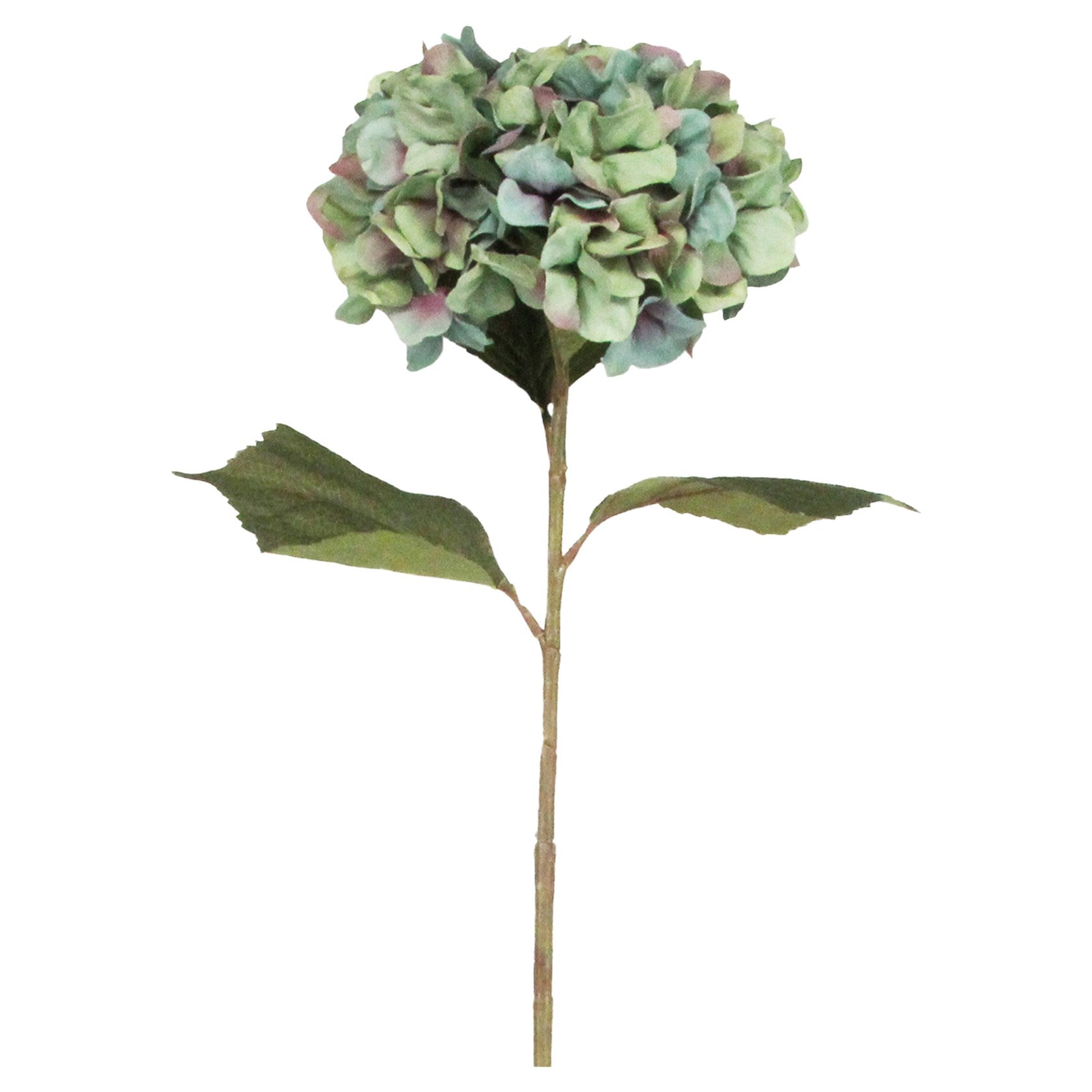 Antique Blue Giant Hydrangea