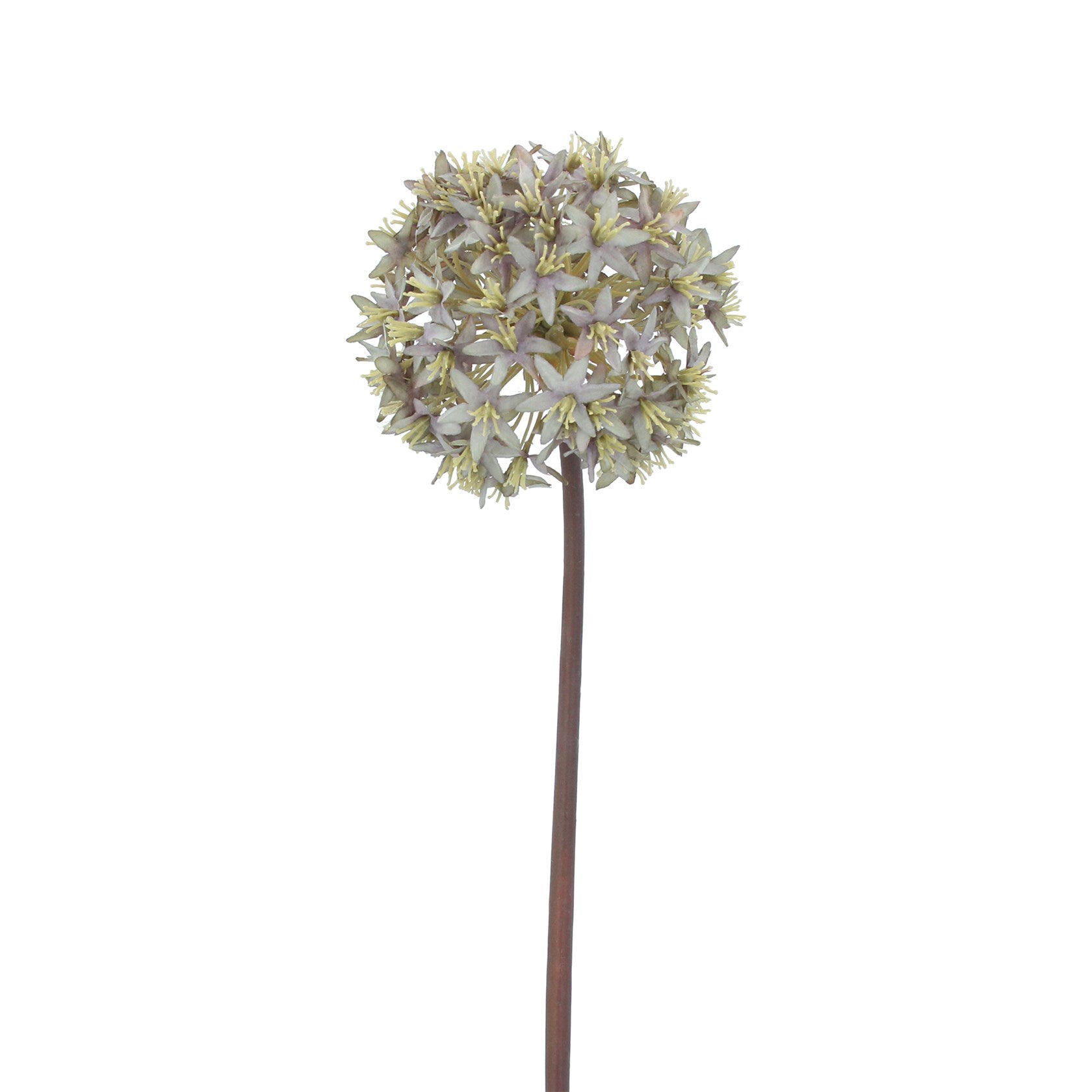 Antique Blue Allium