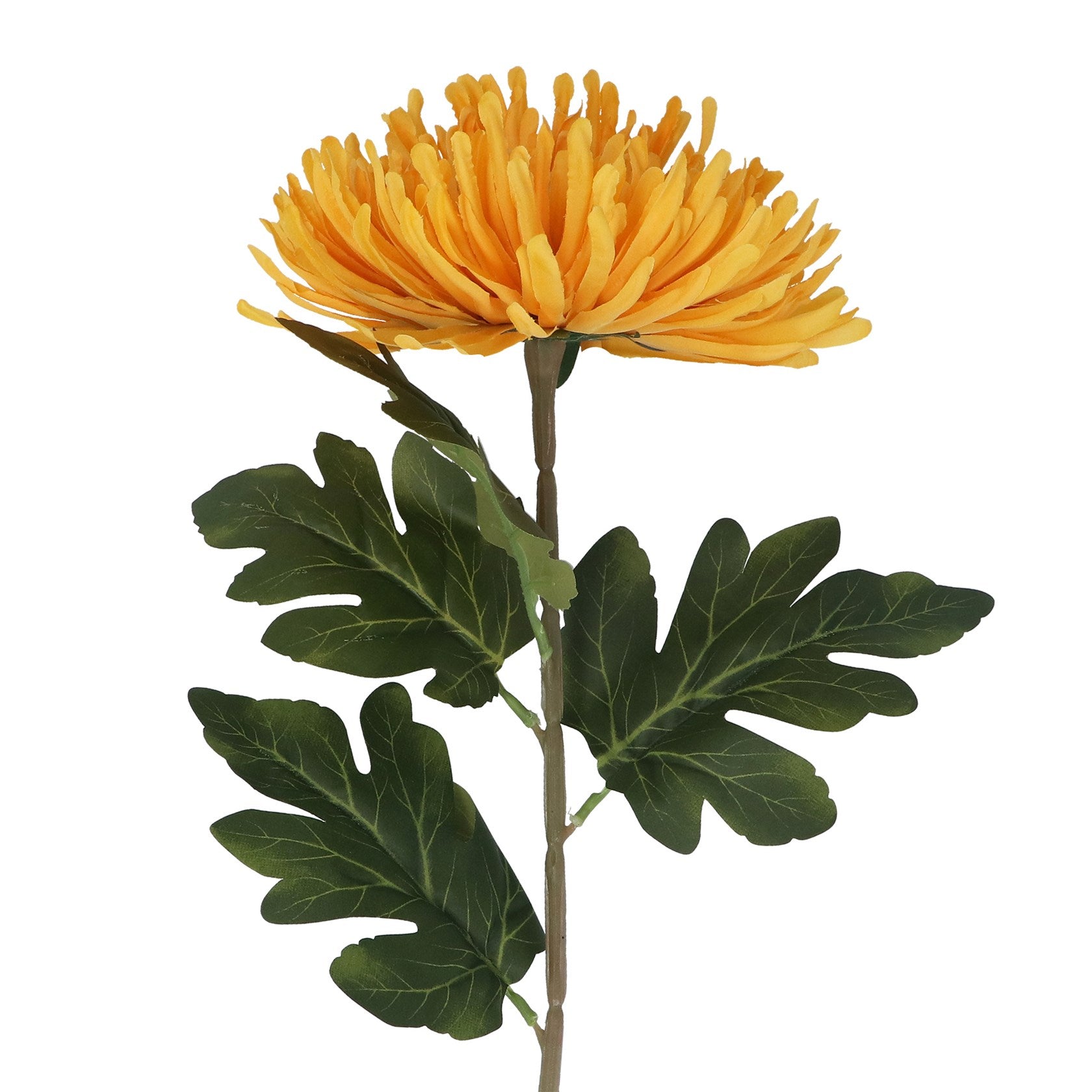 Giant Chrysanthemum | 75cm Stem