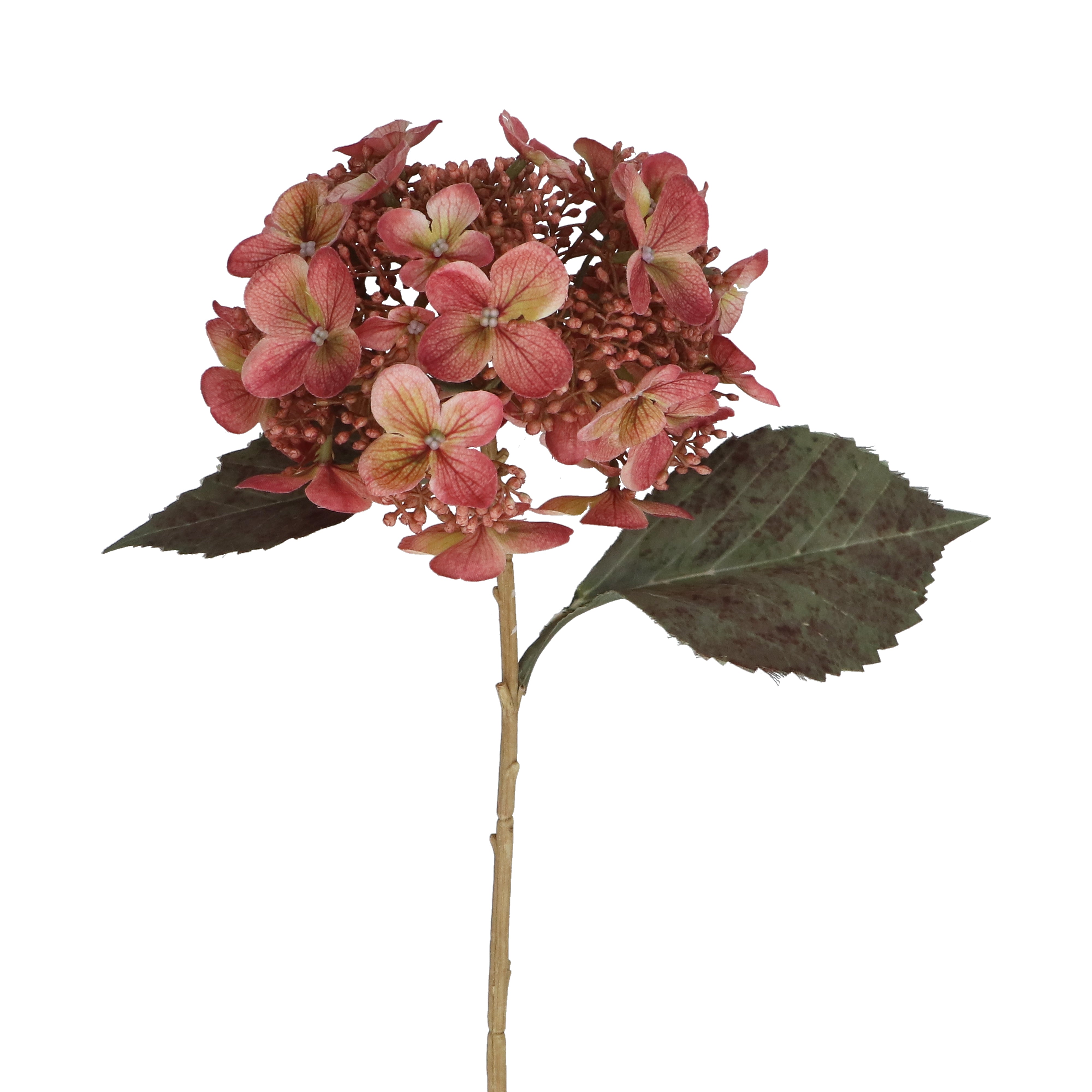 Lacecap Hydrangea | 52cm
