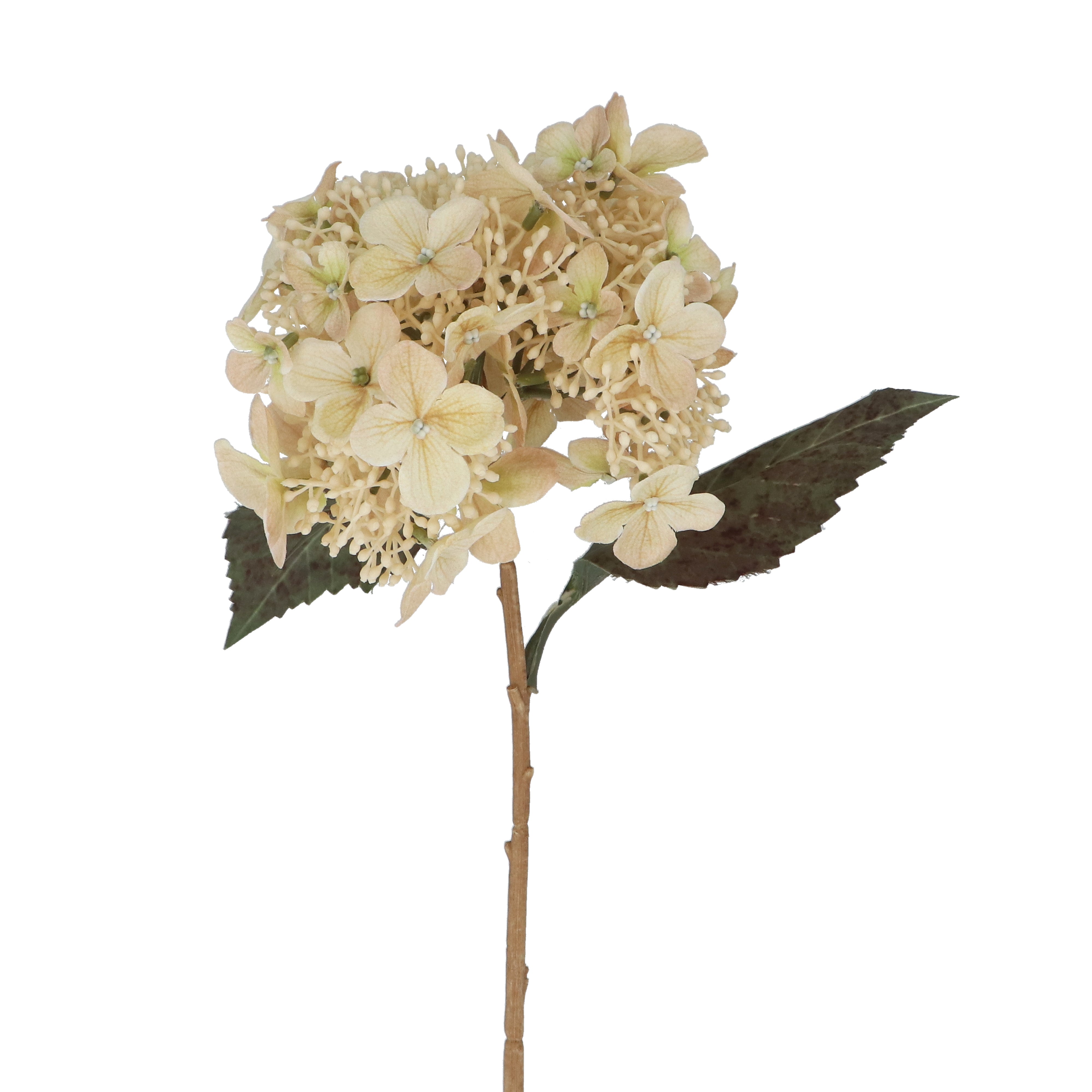Lacecap Hydrangea | 52cm