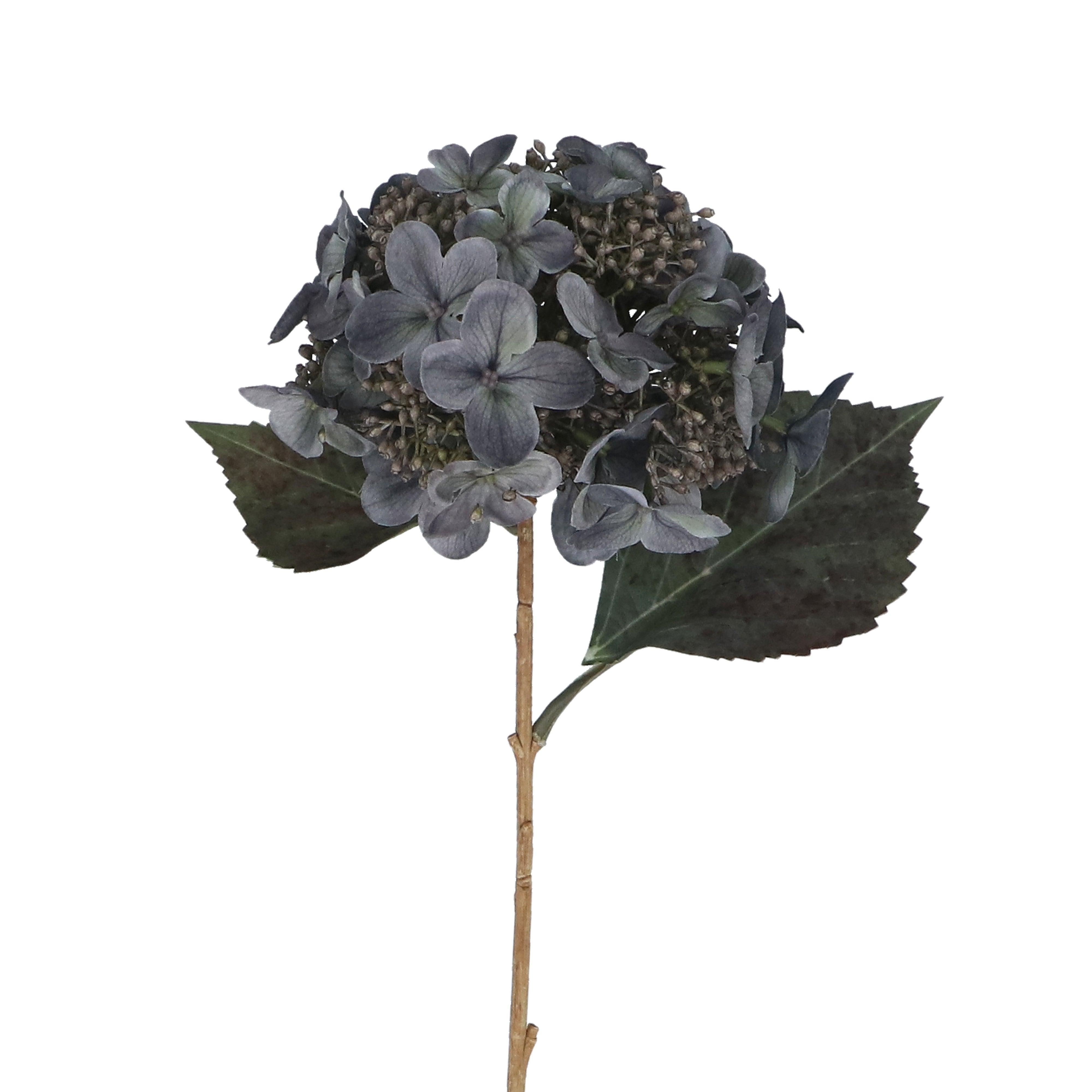 Lacecap Hydrangea | 52cm