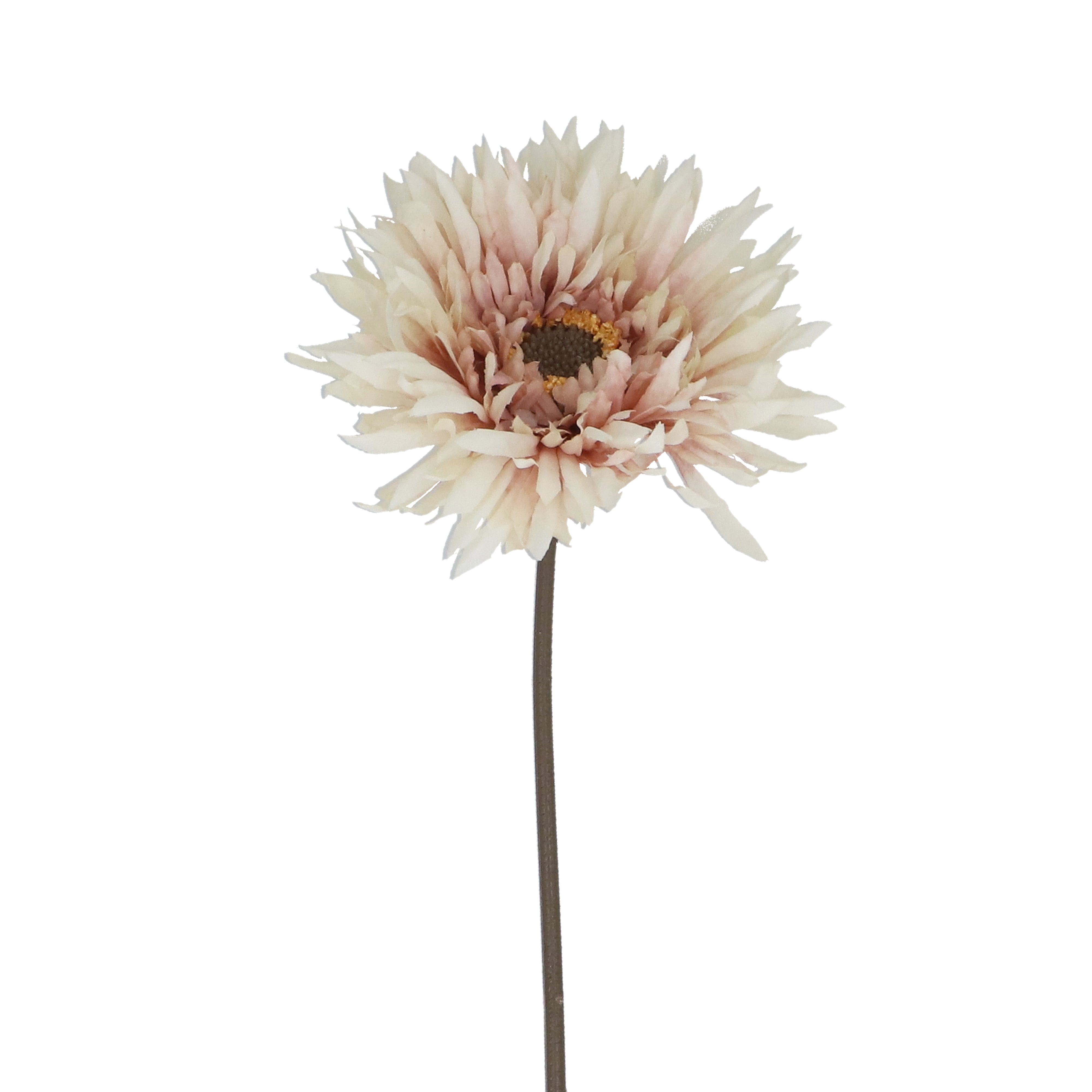 Gerbera Stem | 43cm