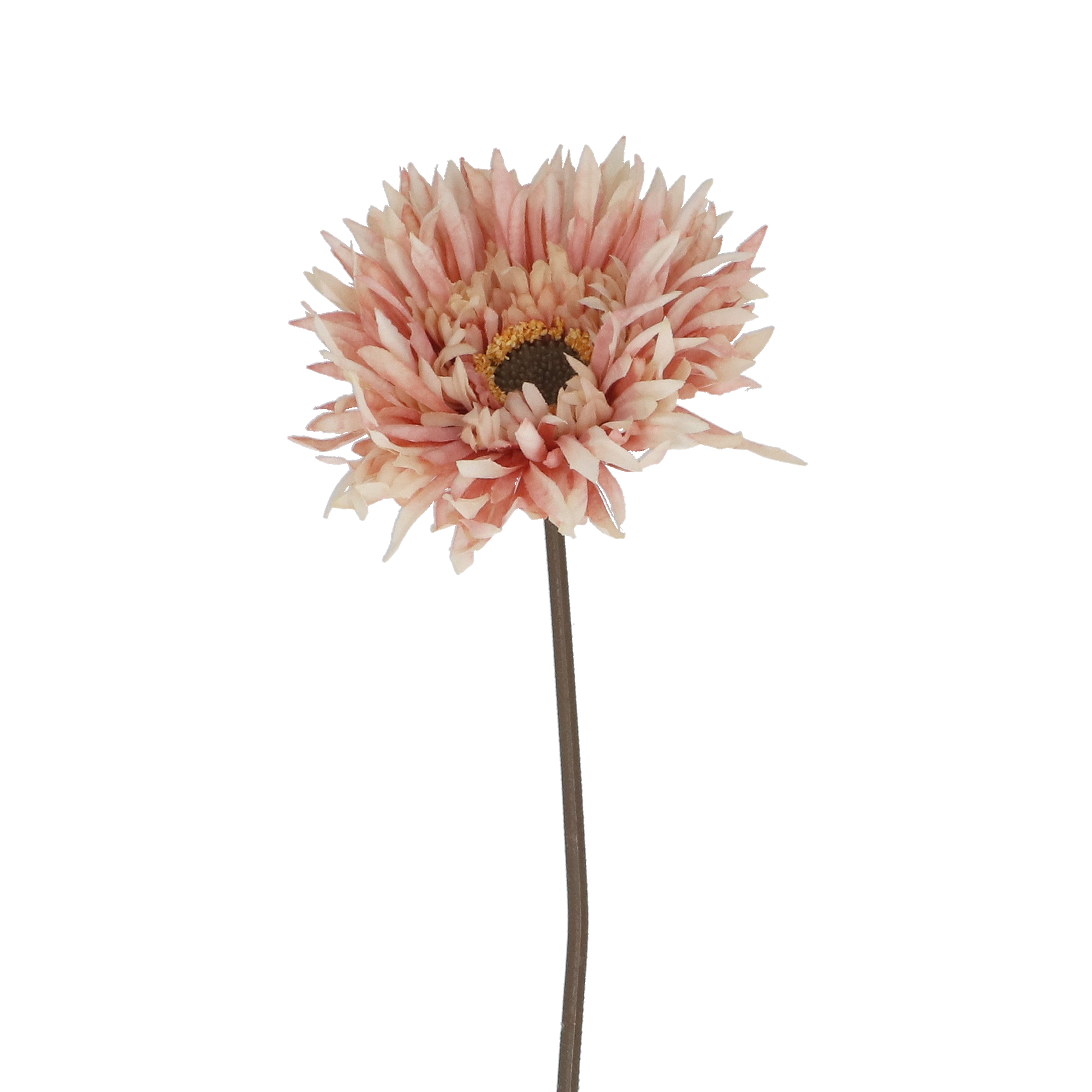 Gerbera Stem | 43cm