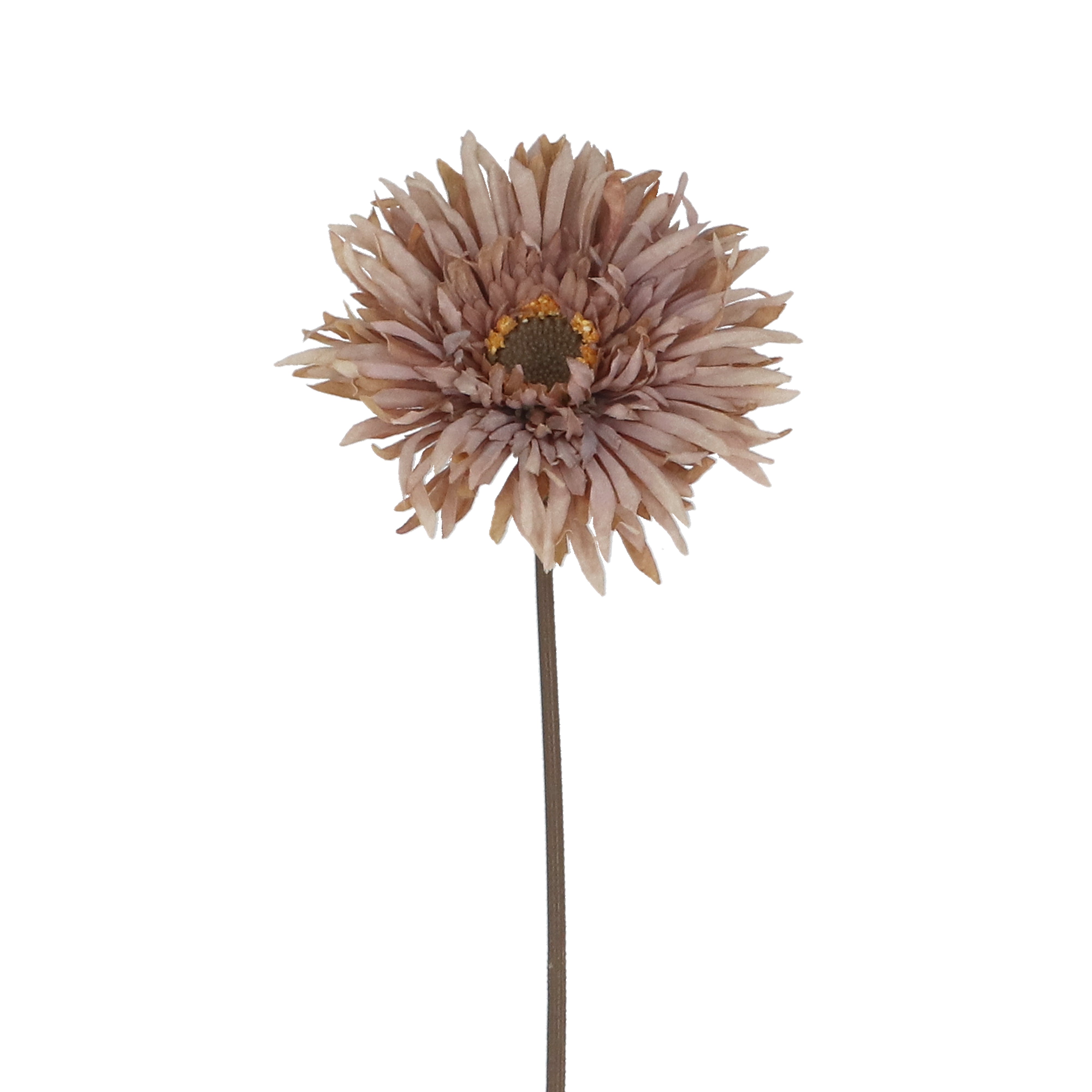 Gerbera Stem | 43cm