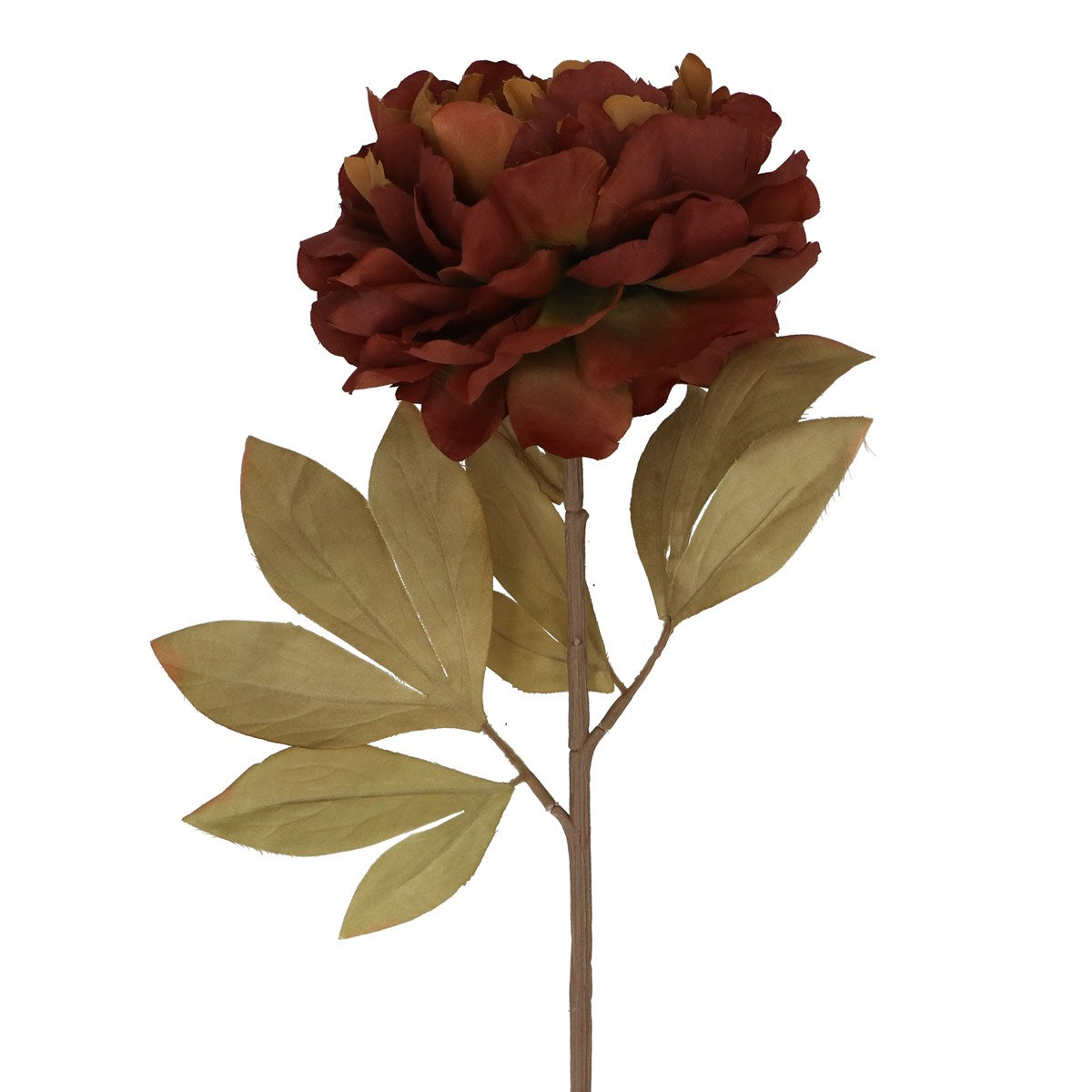 Antique Chestnut Single Peony Stem