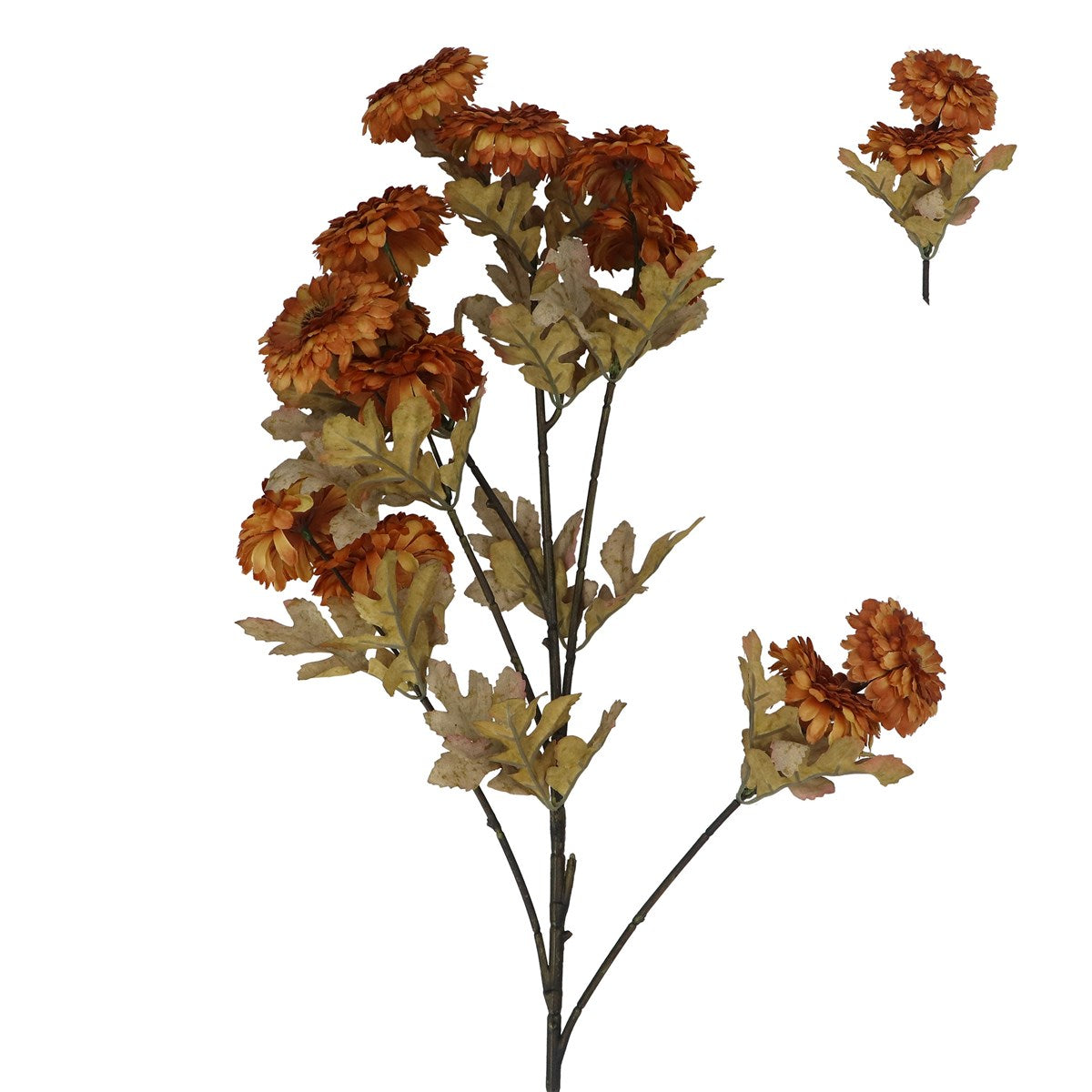 Straw Flower Branch