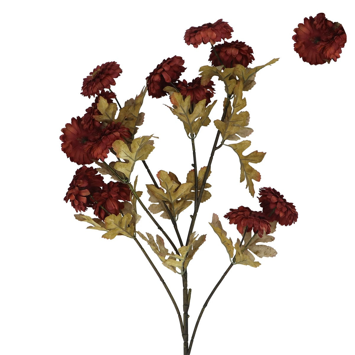 Straw Flower Branch