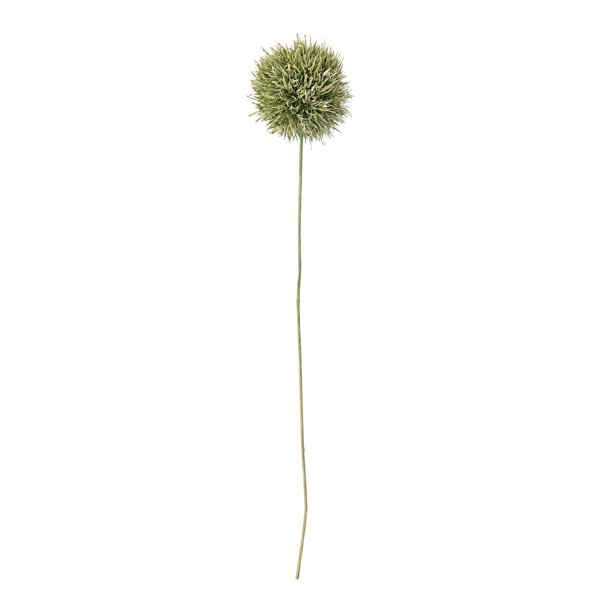 Allium Stem | Green