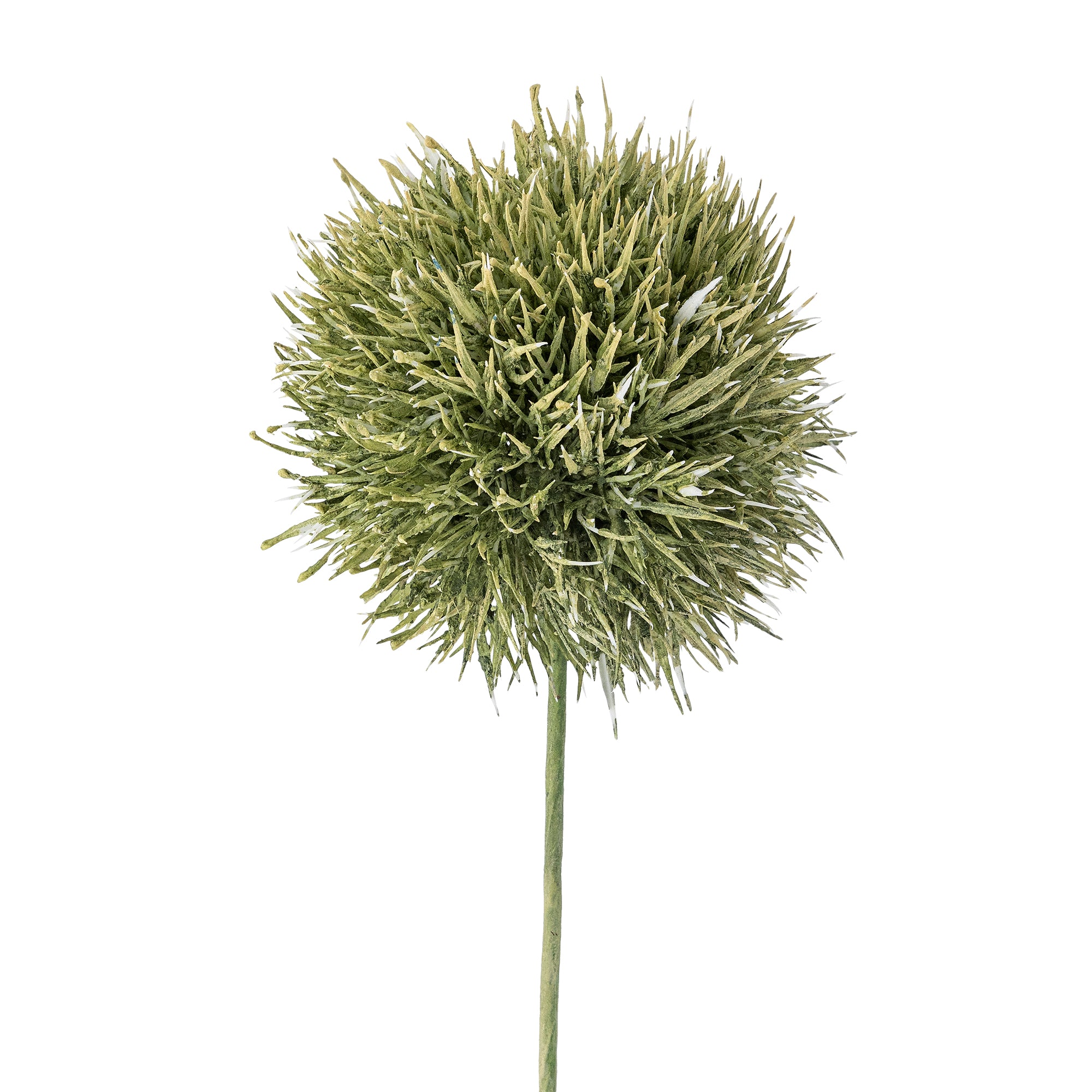 Allium Stem | Green
