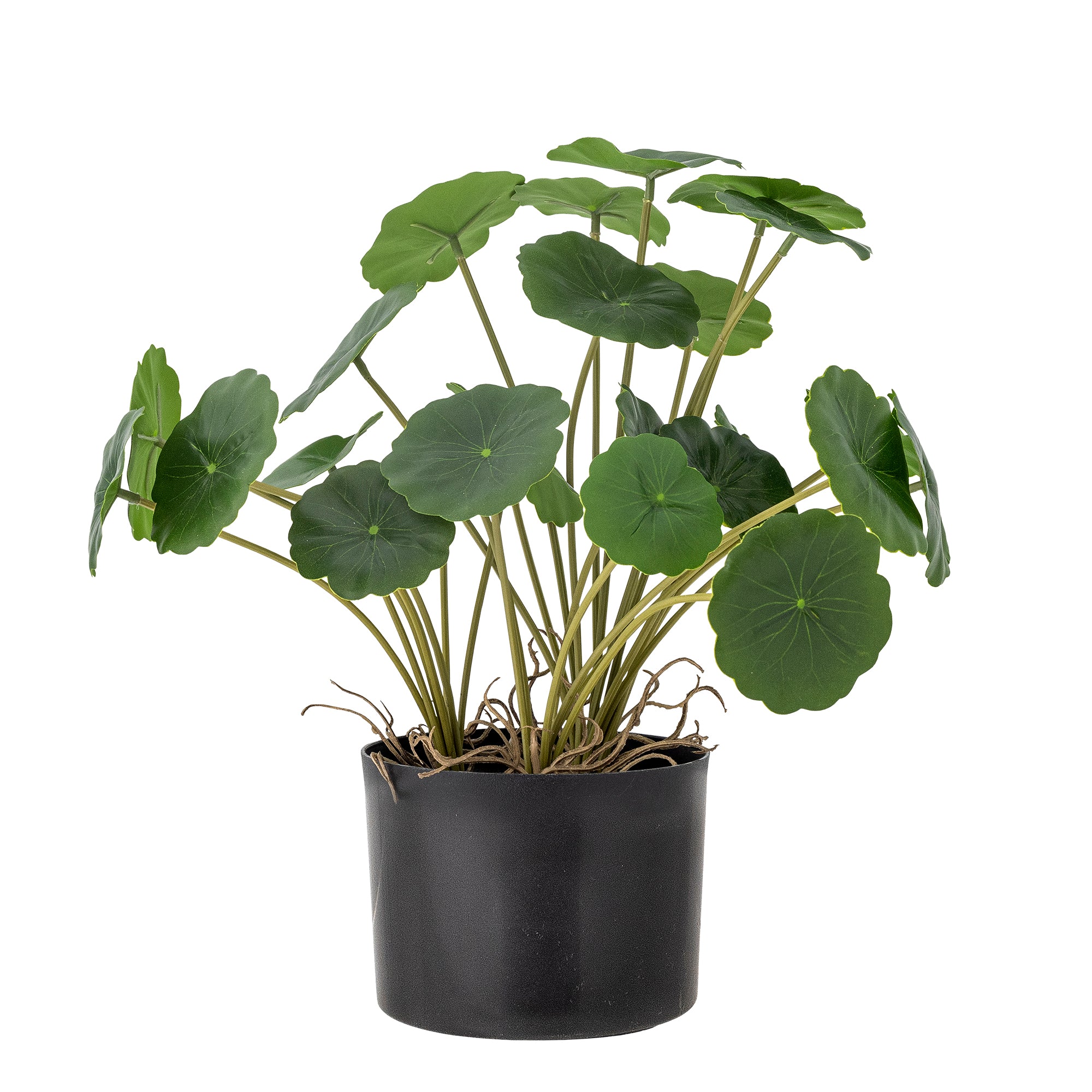 Copper Plant | Green