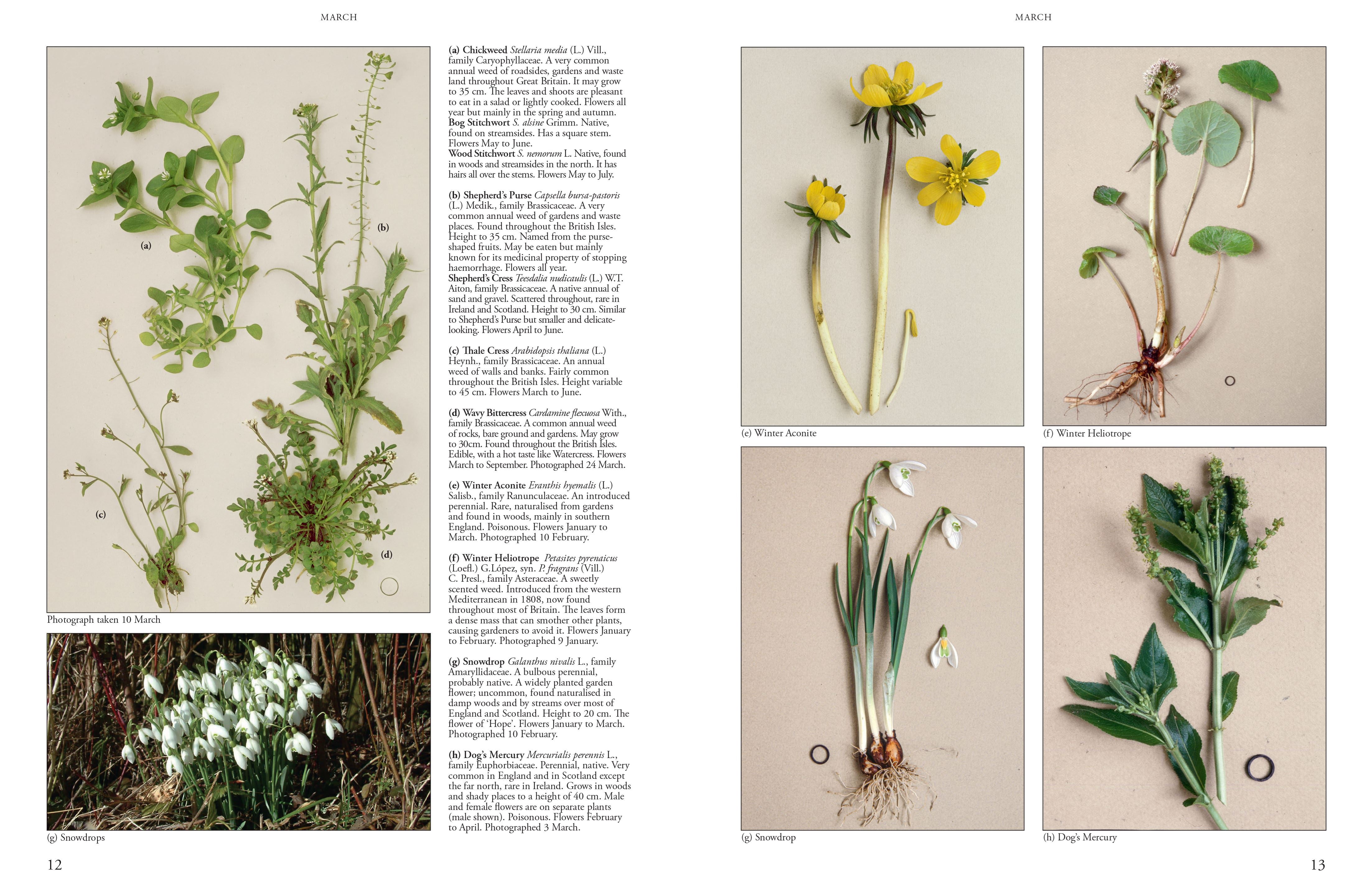 Wild Flowers of Britain and Ireland