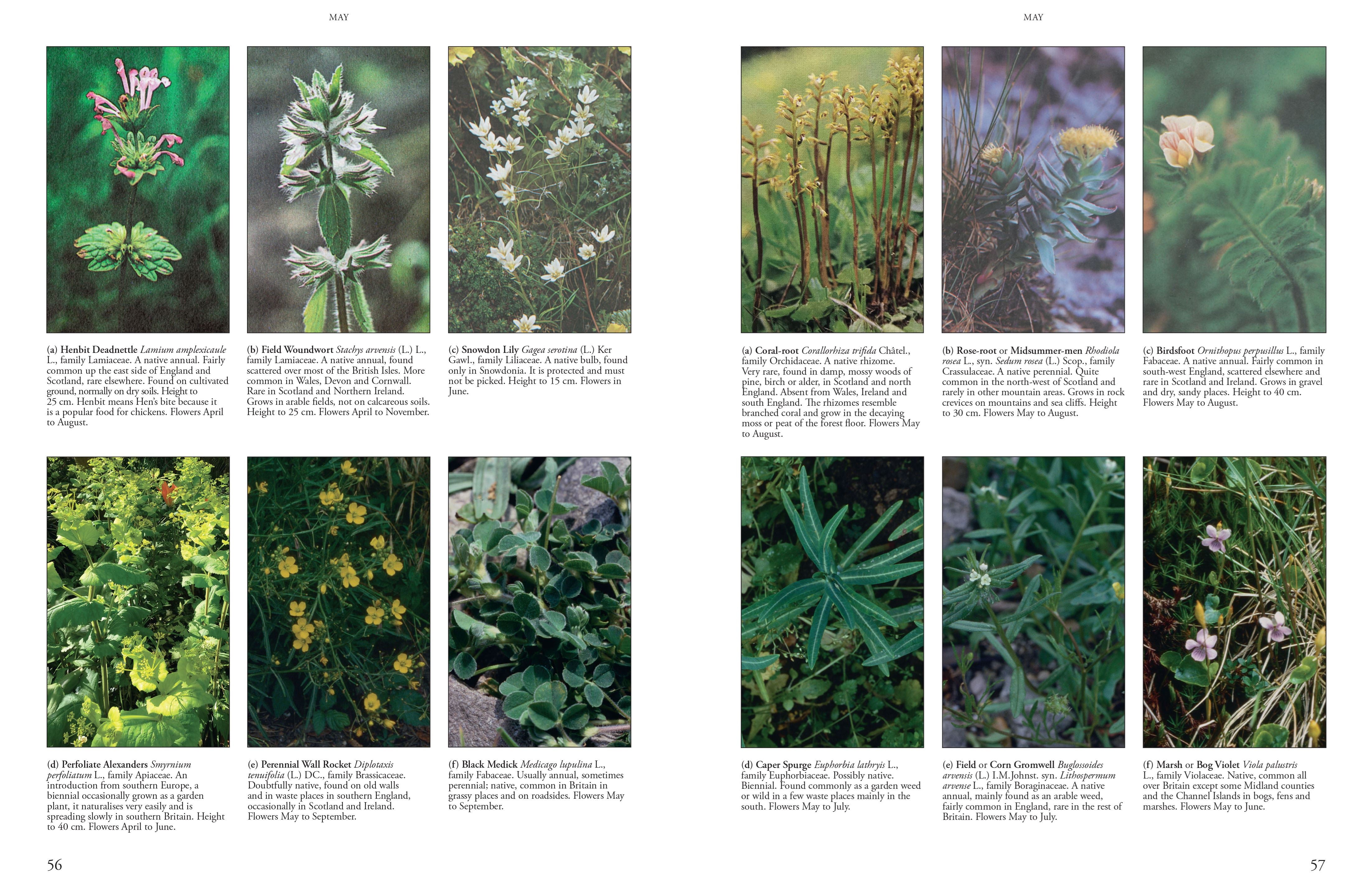 Wild Flowers of Britain and Ireland