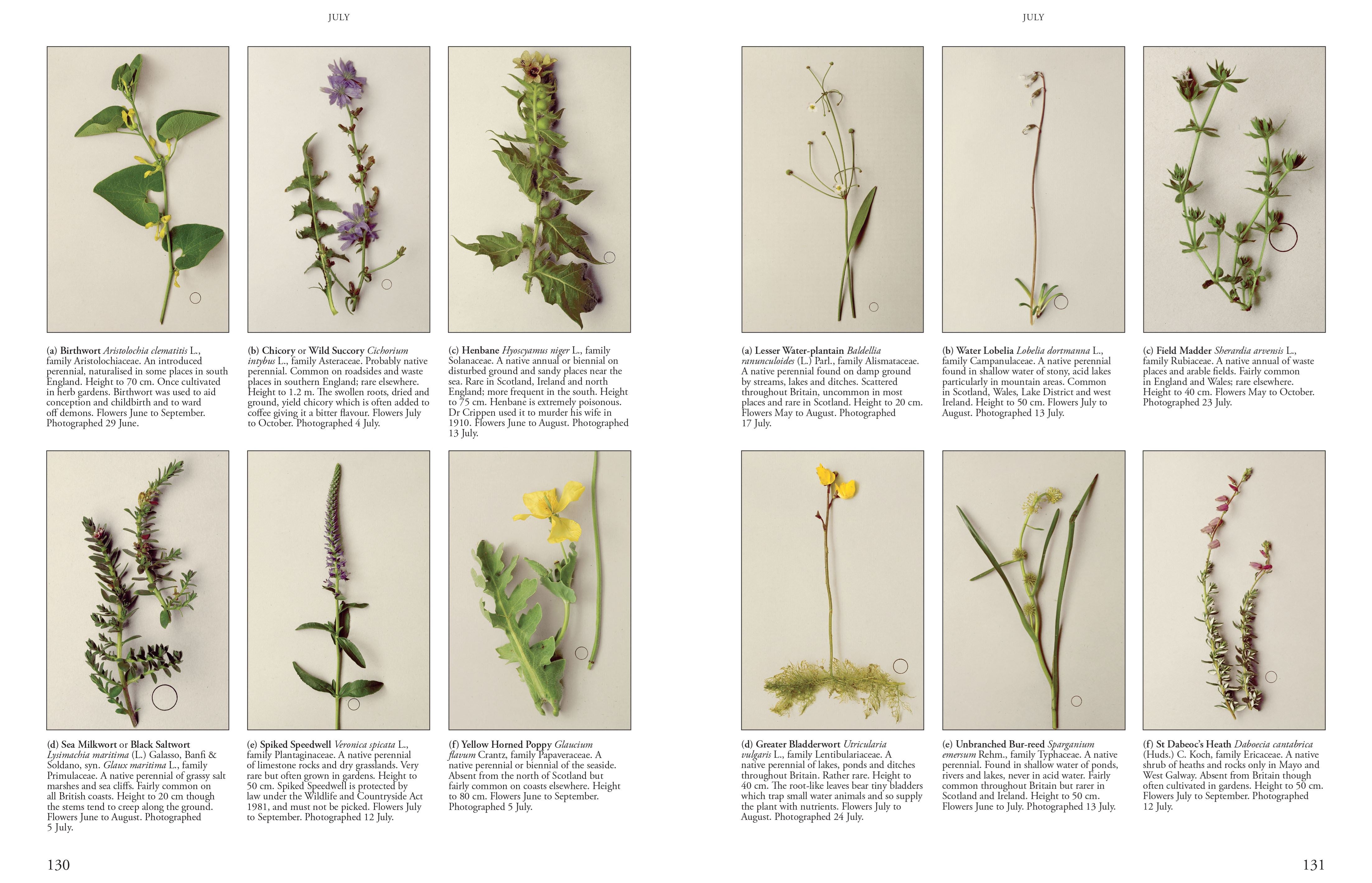 Wild Flowers of Britain and Ireland