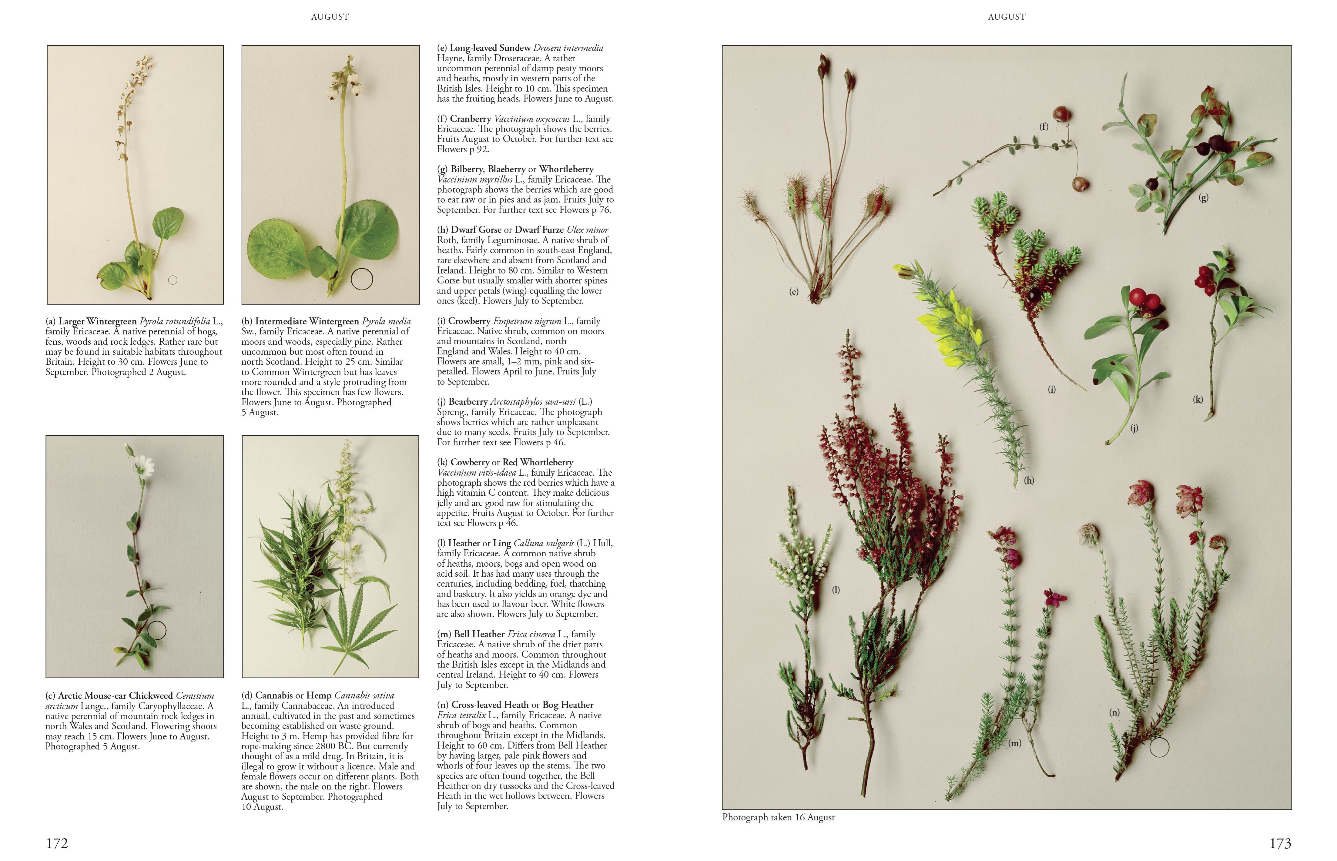 Wild Flowers of Britain and Ireland