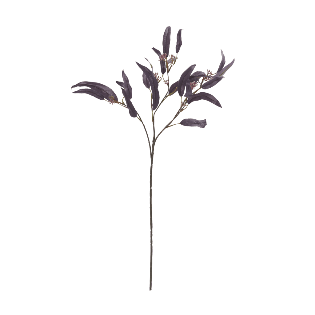 Eucalyptus Nicolii | Plum