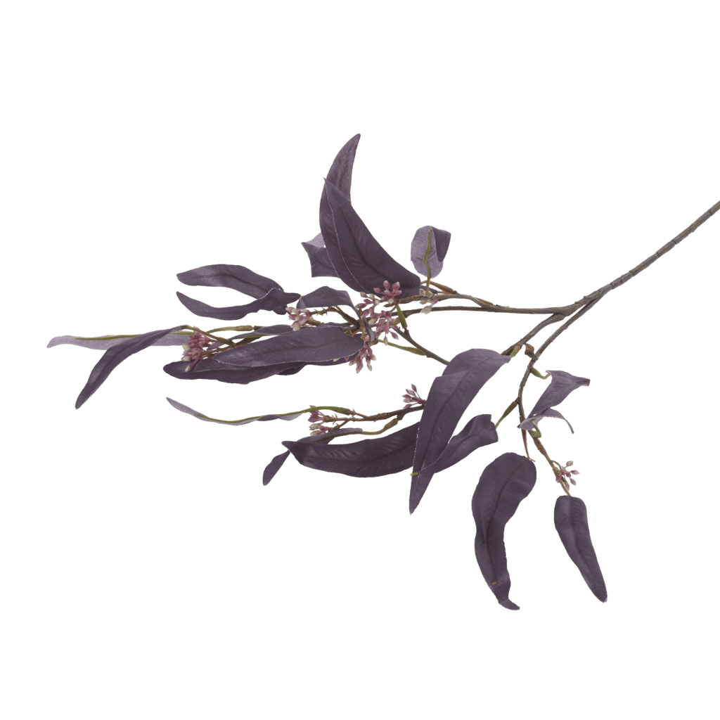 Eucalyptus Nicolii | Plum
