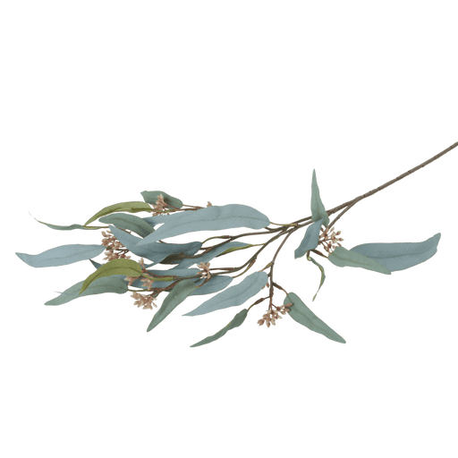 Eucalyptus Nicolii | Sage