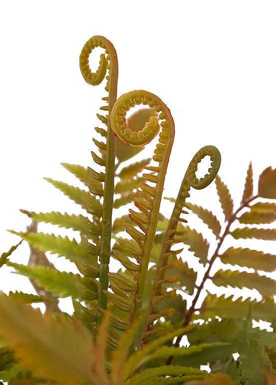 Faded Fern In Ceramic White Pot