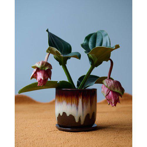 Nima Plant Pot with Saucer | Stoneware