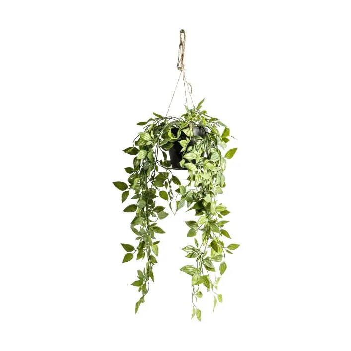 Hanging Scindapsus | Small
