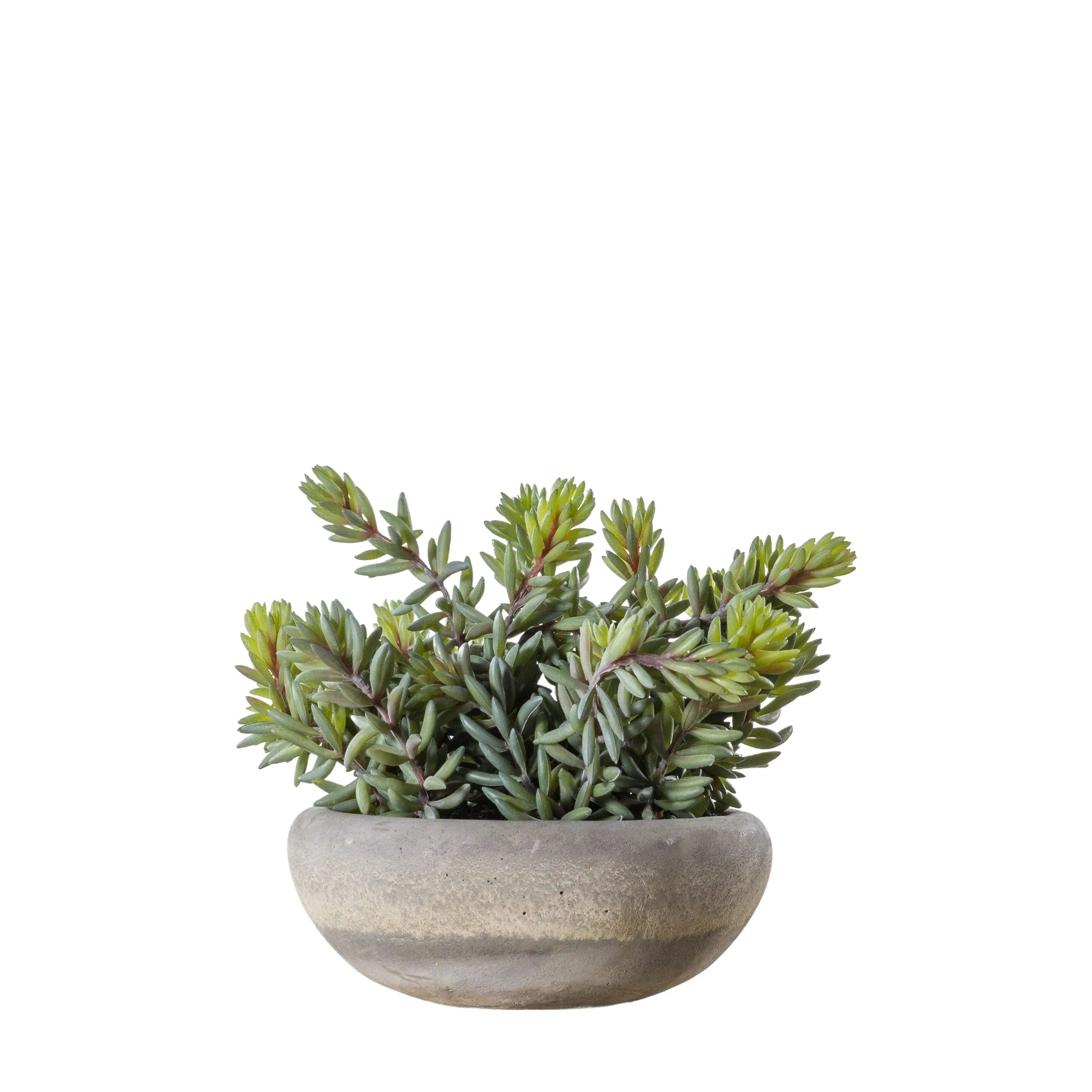 Sedum Green with Cement Bowl Large