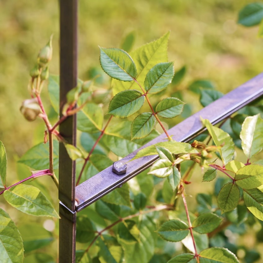 Farrow | Rose Arch