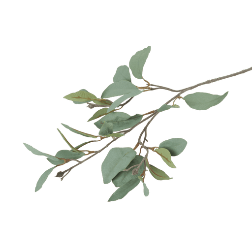Magnolia | Sage