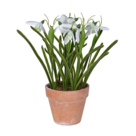 Snowdrop Plant In Pot