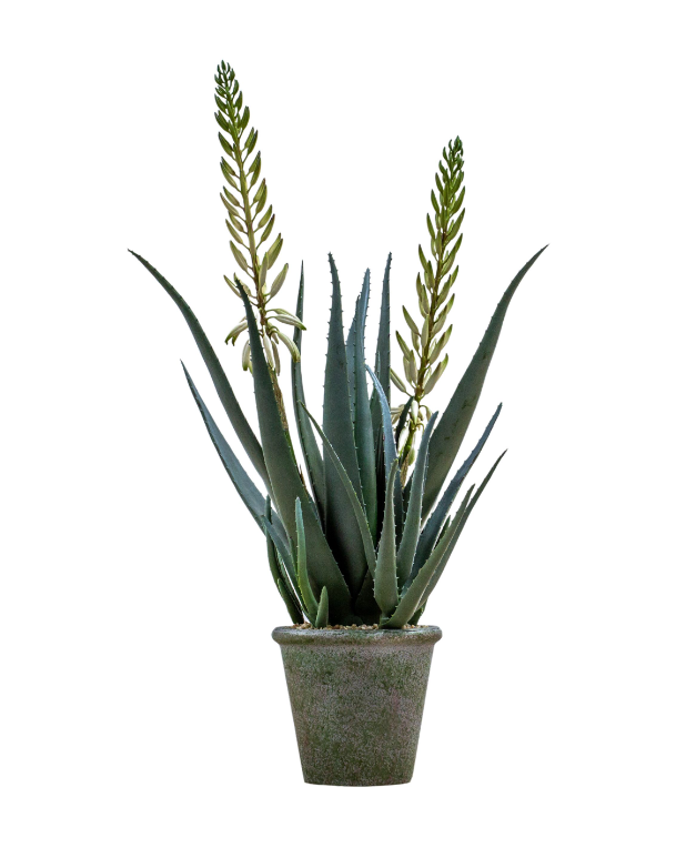 Potted Aloe with Flowers