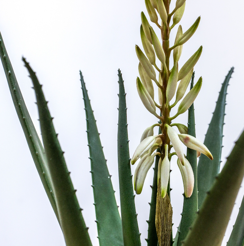 Potted Aloe with Flowers