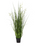 Potted Grass with Green and White Flowers