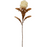 White Protea Stem