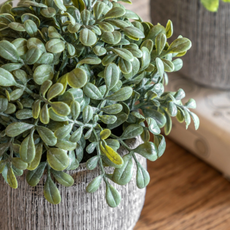 Sage Scratch Plant Pots